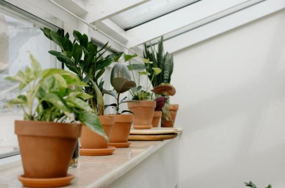 ΦΥΤΑ ΣΤΟ ΣΠΙΤΙ