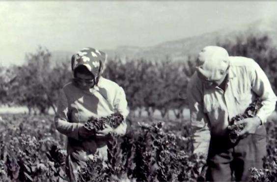 εργατες καπνου