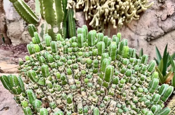 καυτερό φυτό