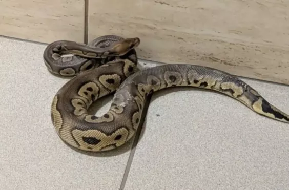 κρακοβία, πύθωνες