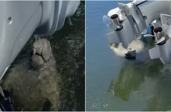 μανάτος, σκάφος