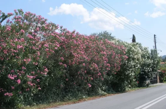 Πικροδάφνη