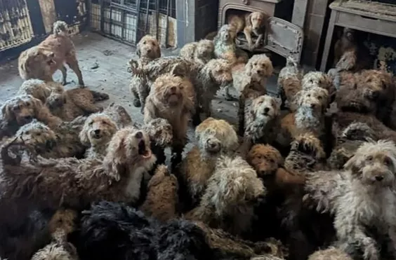 κανίς, σκύλοι