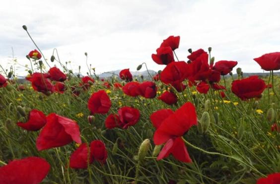 πρωτομαγιά