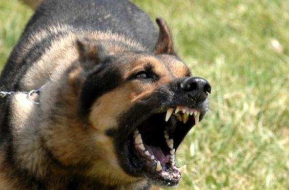 επιθεση σκυλου