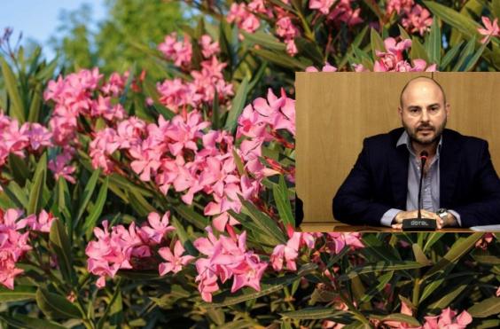 ΣΤΑΣΙΝΟΣ ΠΙΚΡΟΔΑΦΝΗ