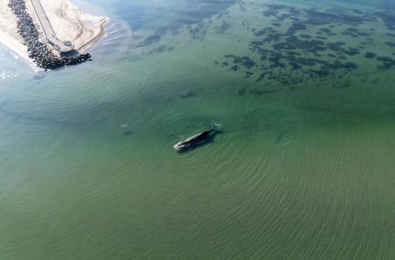 φαλαινα βαλτικη