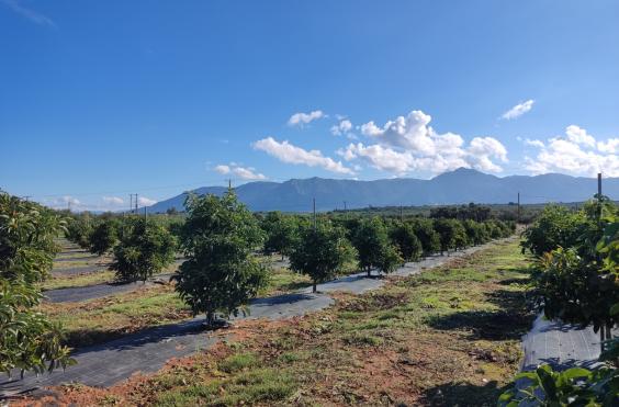 Αβοκάντο