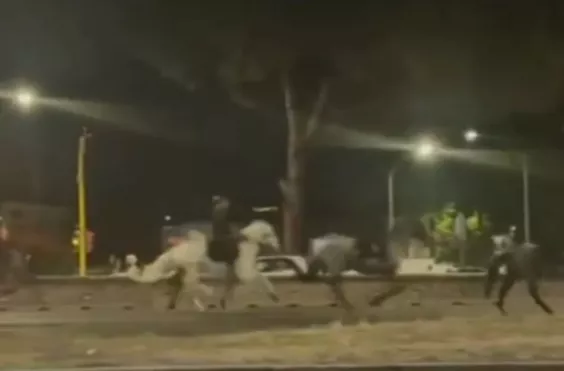 άλογα