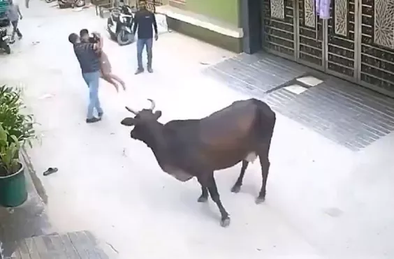 αγελαδα, γυναίκα