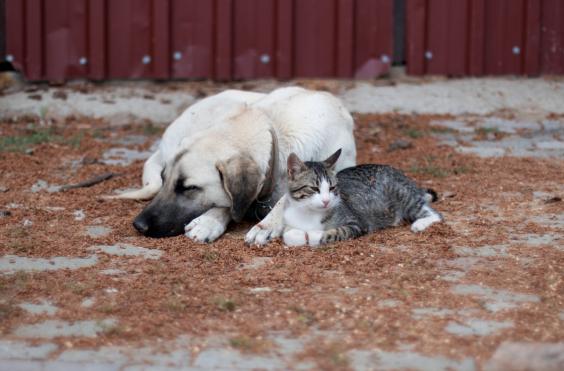 Αδέσποτα_ζώα 