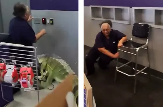ιγκουάνα, γυναίκα