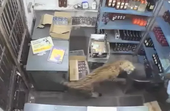 Λεοπάρδαλη