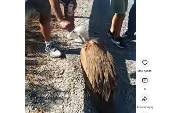 Γυπαετός