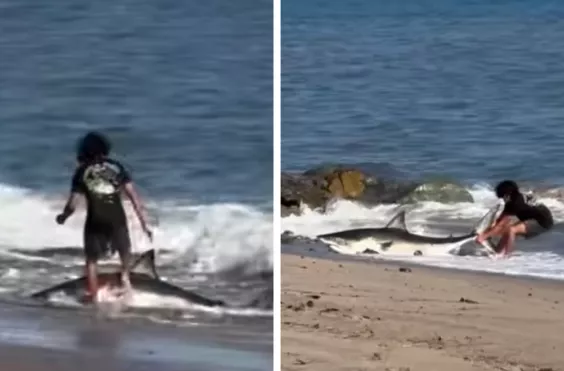 καρχαρίας, παιδί