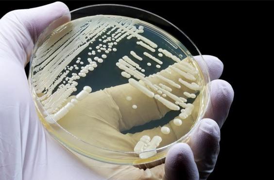 μύκητας Candida auris