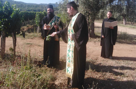 τρυγος αγιο ορος 