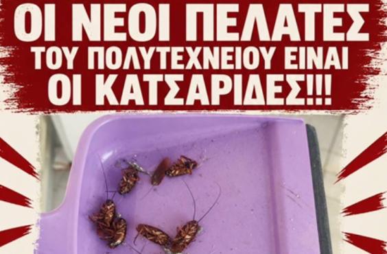 Κατσαρίδες