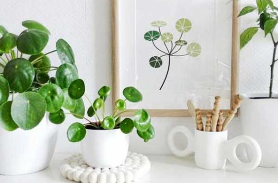 pilea
