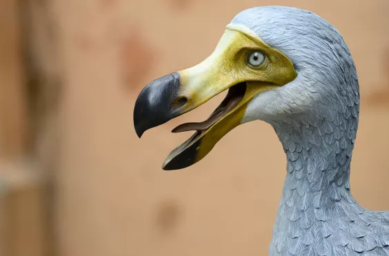 dodo