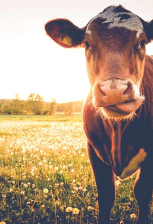 Η Νέα Ζηλανδία βάζει φόρο στο...ρέψιμο των αγελάδων 