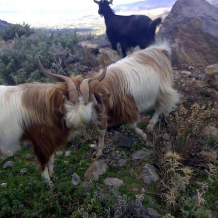 κατσίκια θρυπτή