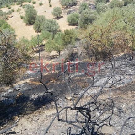 Η φωτιά έκαψε εκτάσεις με ελαιόδεντρα.