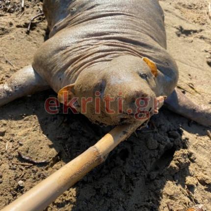 Ουδείς γνωρίζει για τι ζώο πρόκειται