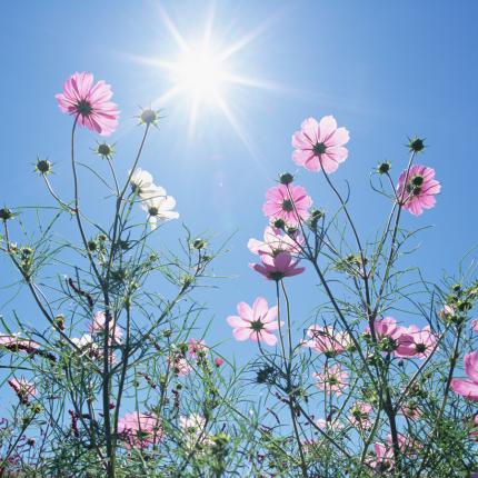 1440x900_blue_sky_flowers_hm031_350a.jpg