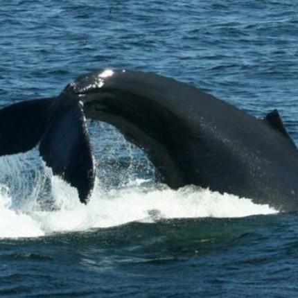 Στον Κερατόκαμπο ένας .. τολμηρός έσωσε μία μικρή φάλαινα (βίντεο)
