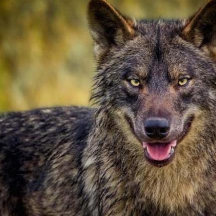  ο λύκος τον άρπαξε και εξαφανίστηκε στο δάσος