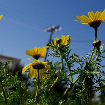 Τι μπορεί να είναι η πρώιμη άνοιξη 