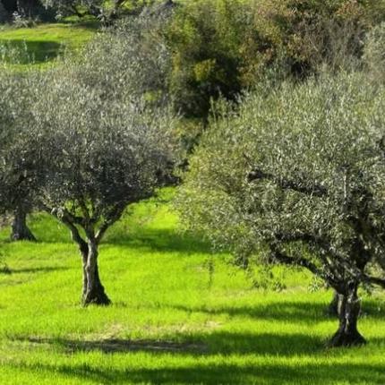 λιόφυτο