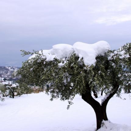 Ελιά - χιόνια