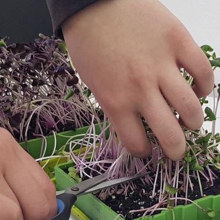 μικρολαχανικά