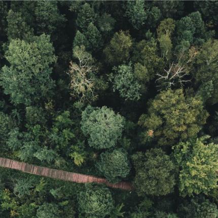 'Εχουν βρεθεί τα παλαιότερα δέντρα ηλικίας 4.900 ετών 