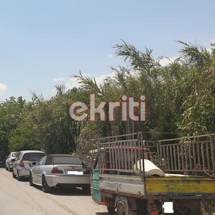 Ζούγκλα από καλάμια και ξερά χόρτα