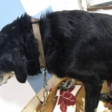 σκύλος χανιά