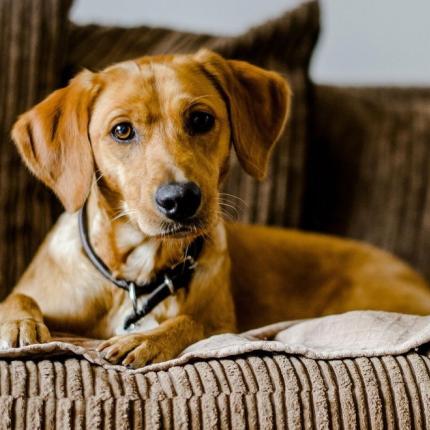 Η συμπεριφορά των σκύλων λίγο σχετίζεται με την ράτσα 