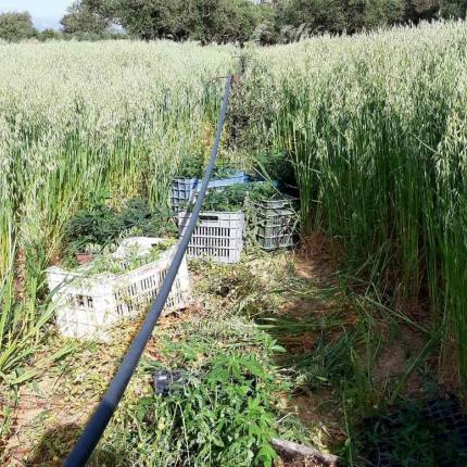δενδρύλλια κάνναβης