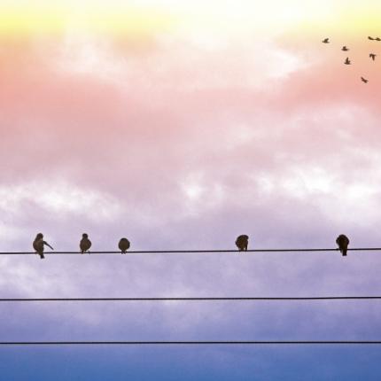 Πυρκαγιές ξεκινούν από πουλιά που παθαίνουν ηλεκτροπληξία