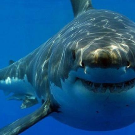 λευκος καρχαριας