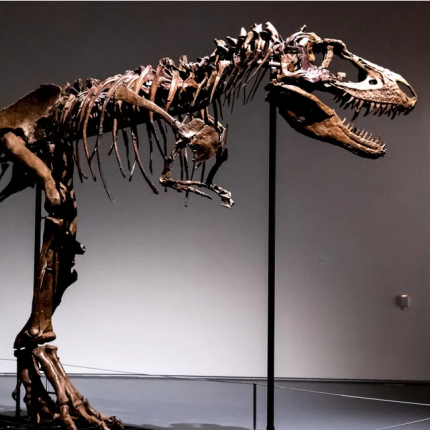 σκελετός δεινοσαύρου