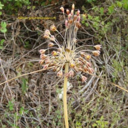 Alium goumenissanum