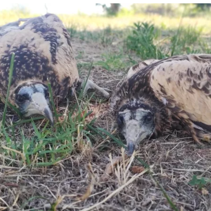 ΑΣΠΡΟΠΑΡΗΣ
