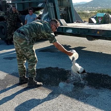 πελαργός λέσβος