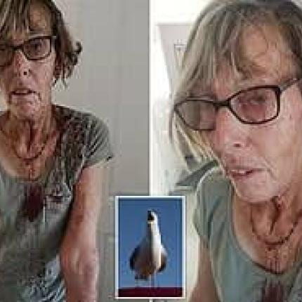 Επίθεση... γλάρου τραυμάτισε 66χρονη γυναίκα στην Αγγλία