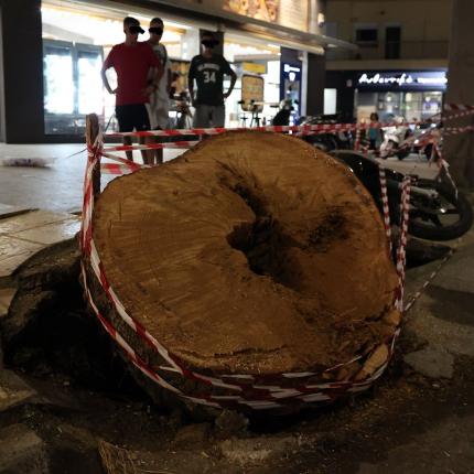 πεύκο δημοκρατίας