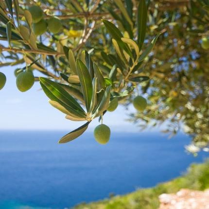 ελαιόδεντρα