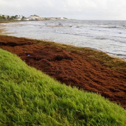 Ποσότητες ρεκόρ φυκιών πνίγουν τις ακτές της Καραϊβικής από το Πουέρτο Ρίκο έως τα Μπαρμπάντος